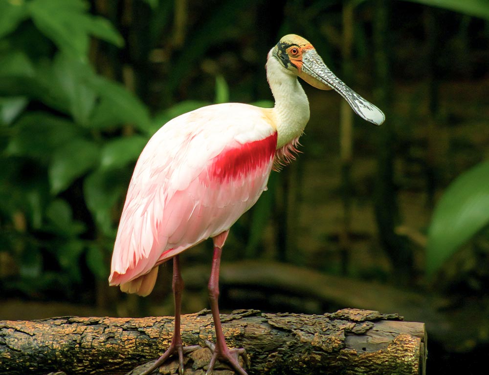 Roseate Spoonbill