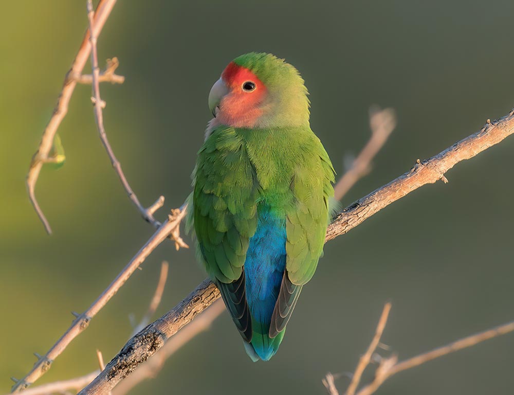 Rosy-Faced Lovebird