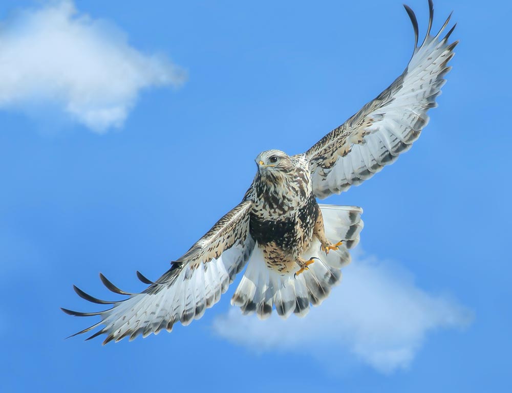 Rough-Legged Hawk