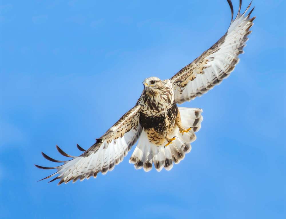 Rough-Legged Hawk