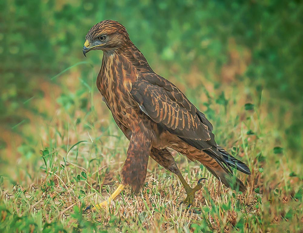 Rough-legged Buzzard