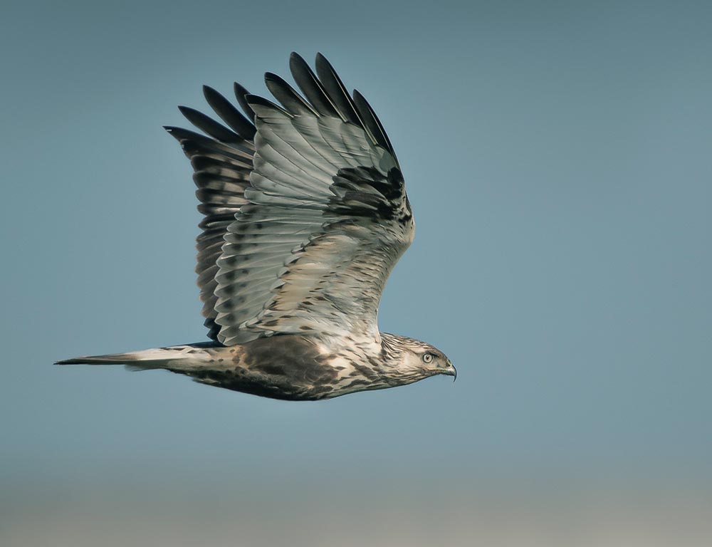 Rough-legged Buzzard