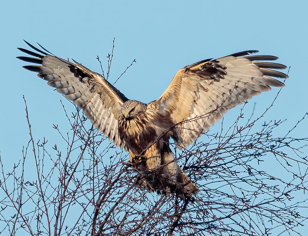 Rough-legged Buzzard