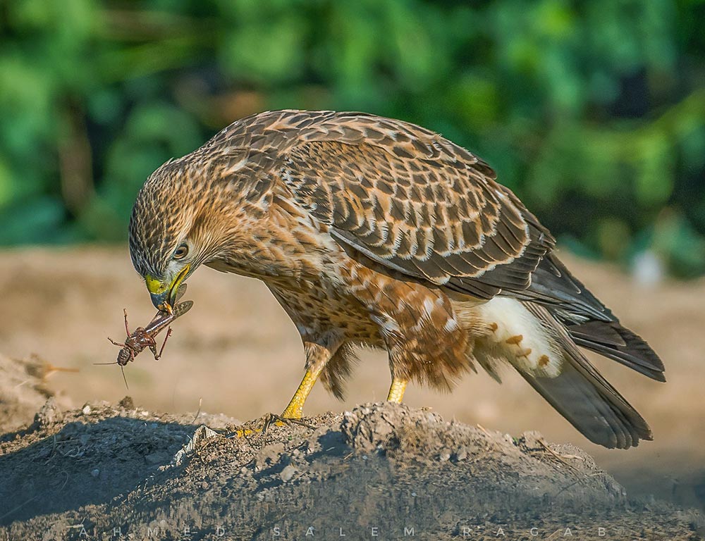 Rough-legged Buzzard