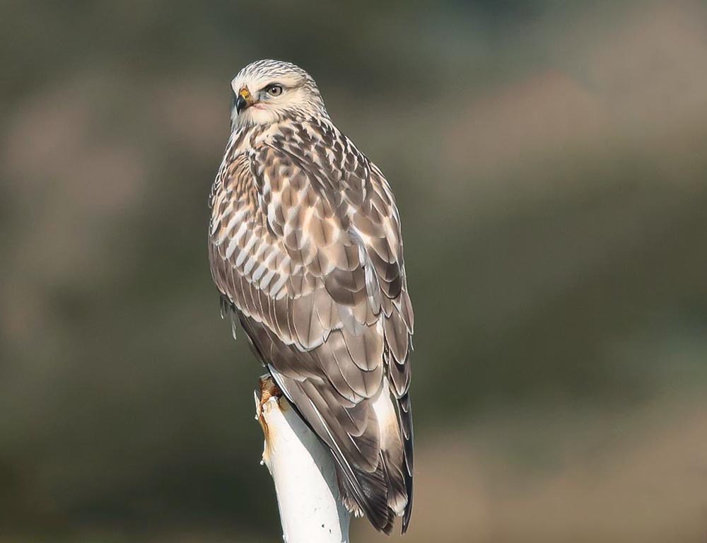 Rough-legged Buzzard