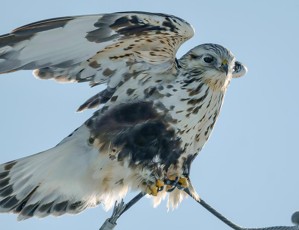 Rough-legged Hawk