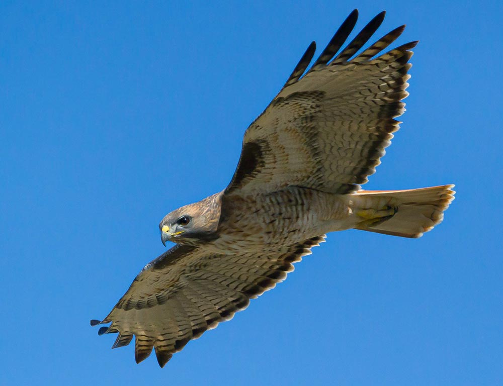 Rough-legged Hawk