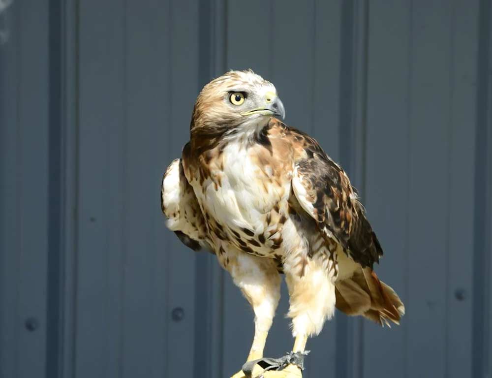 Rough-legged Hawk