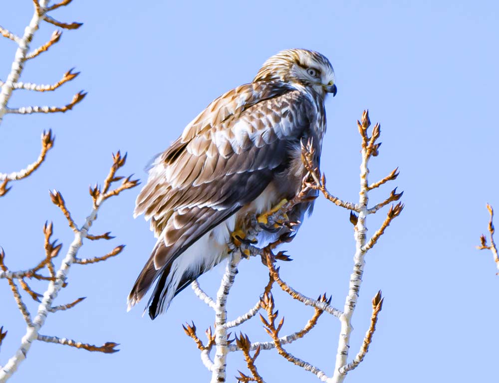 Rough-legged Hawk