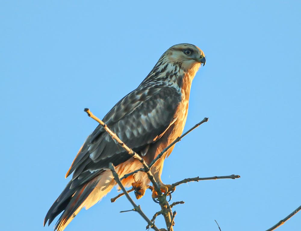 Rough-legged Hawk