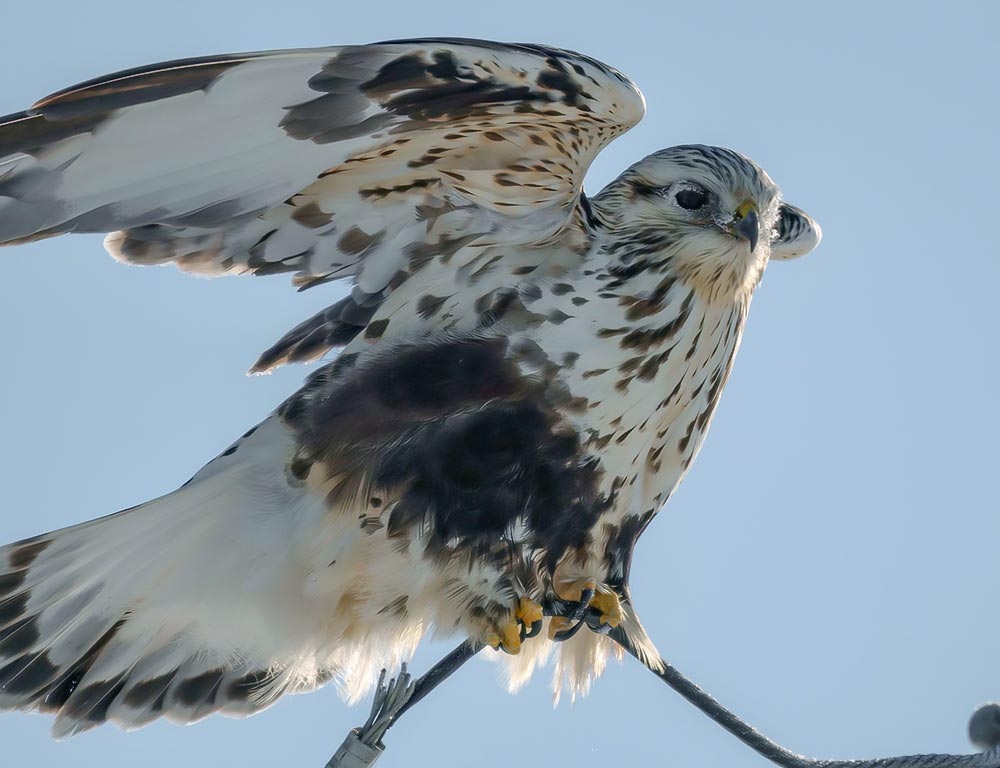 Rough-legged Hawk