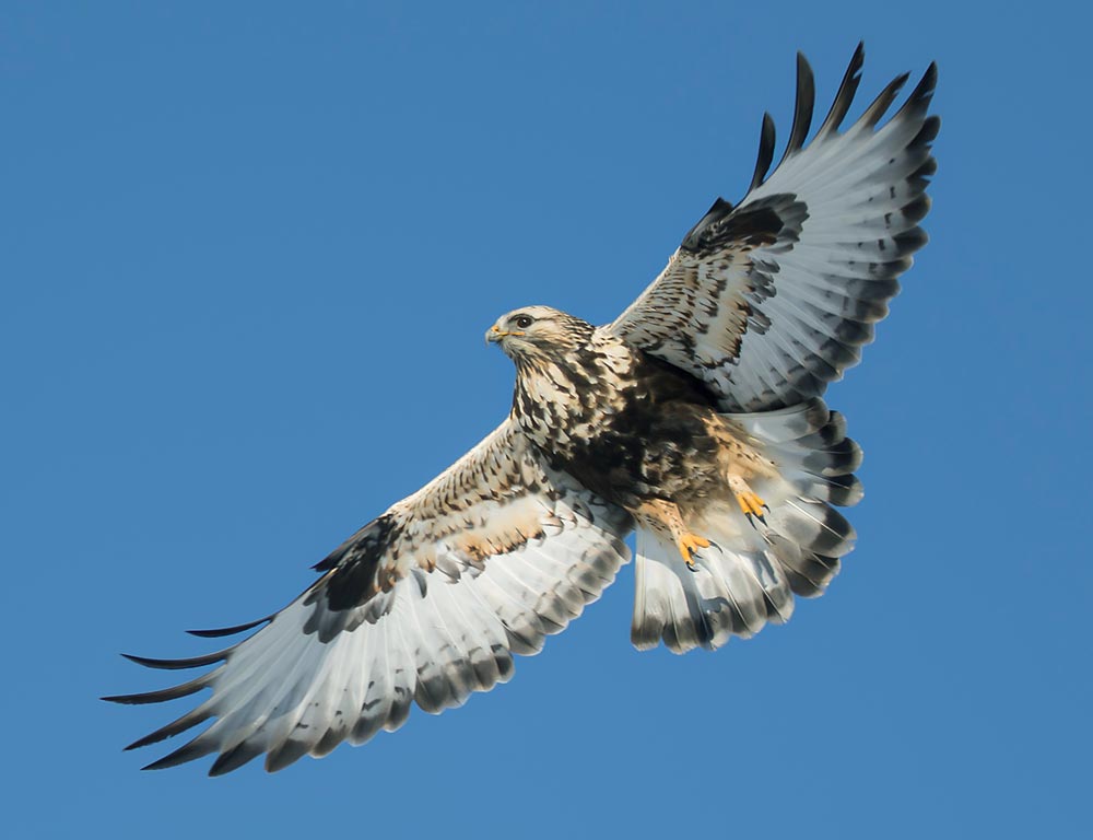 Rough-legged Hawk