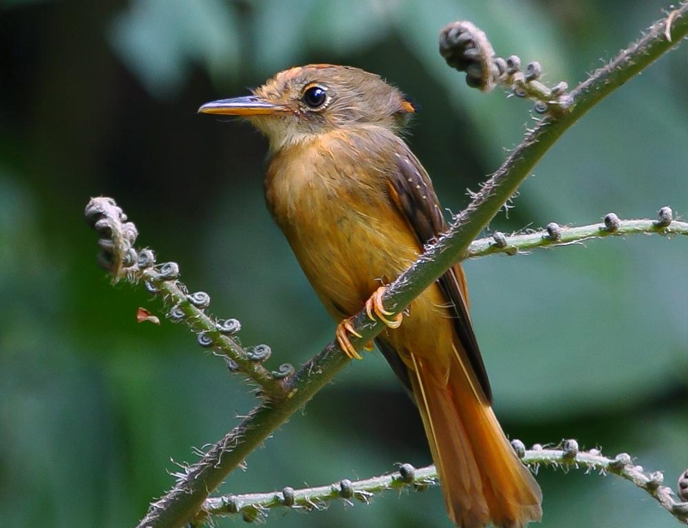 Royal Flycatcher