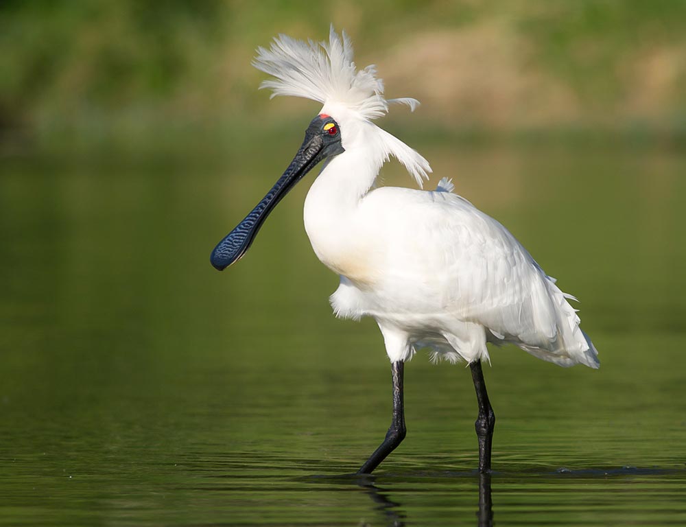 Royal Spoonbill