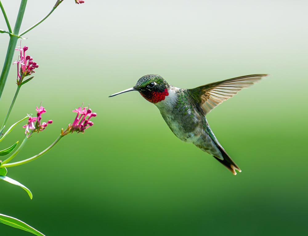 Ruby-Throated Hummingbirds