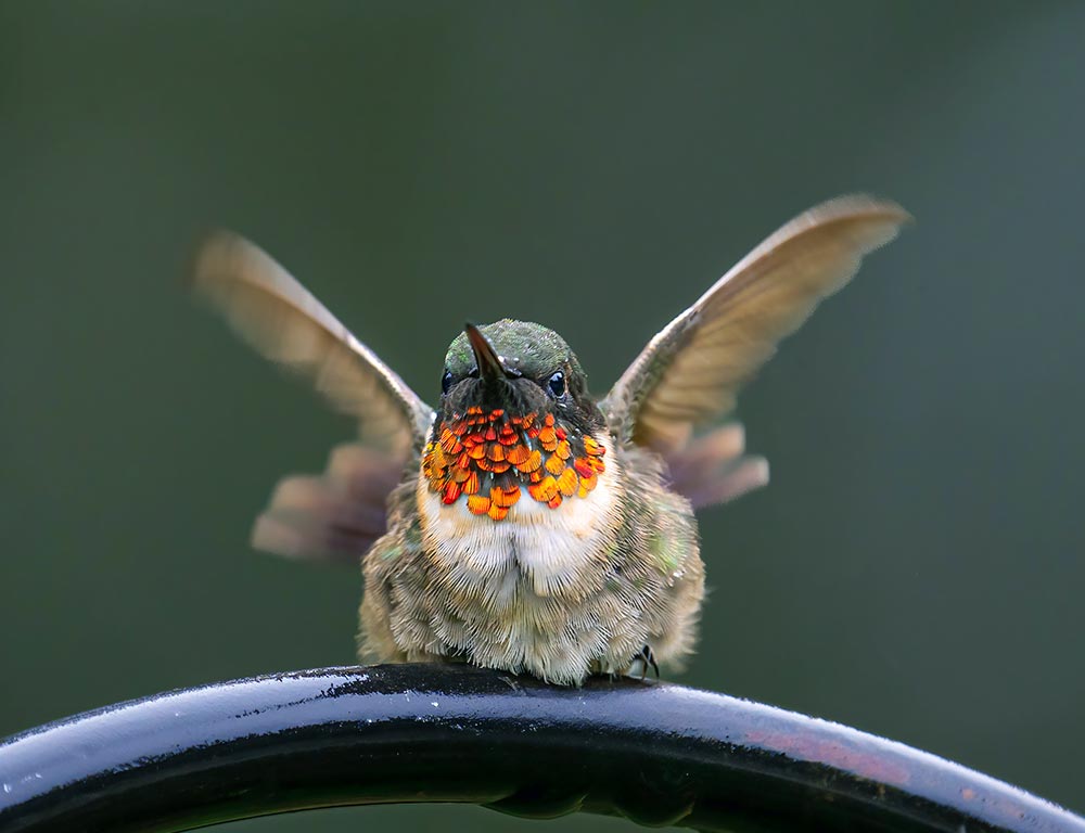 Ruby-throated Hummingbird