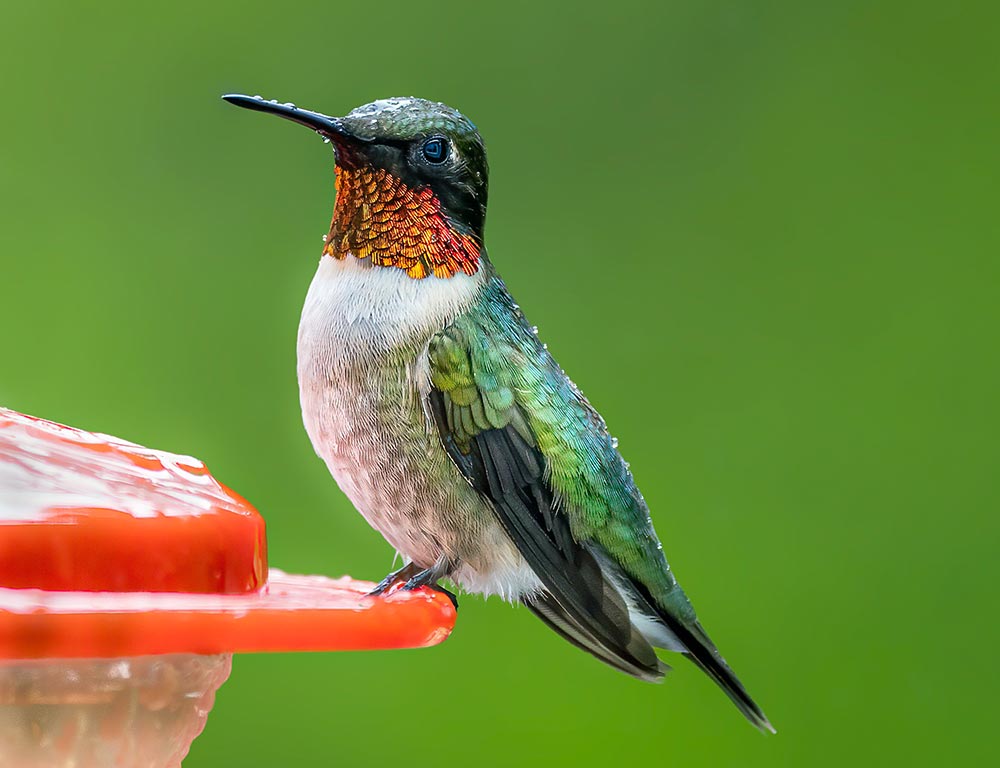 Ruby-throated Hummingbird