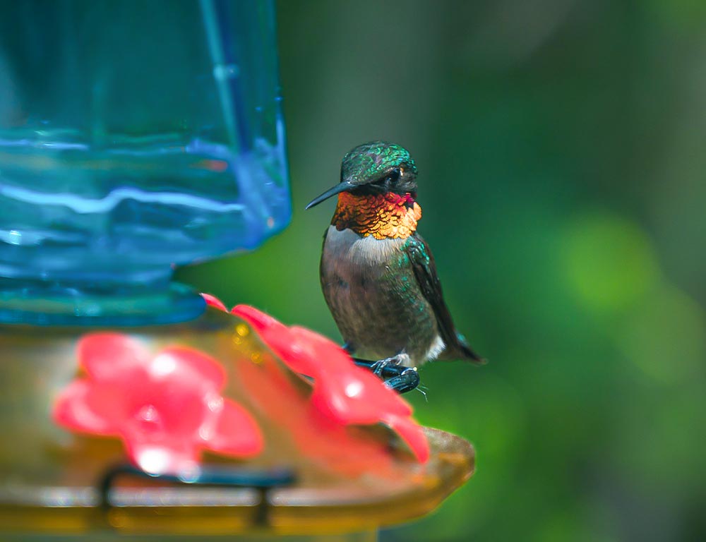 Ruby-throated Hummingbird