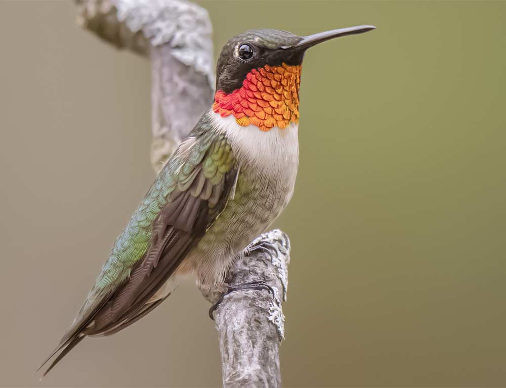 Ruby-throated Hummingbird