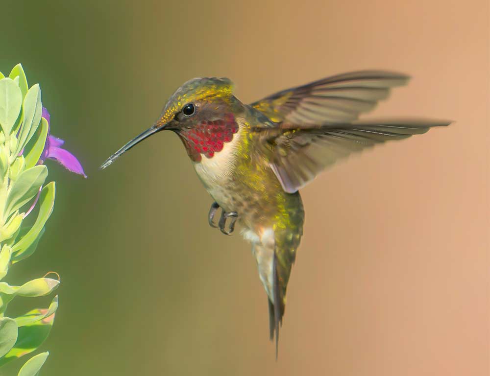 Ruby-throated Hummingbird