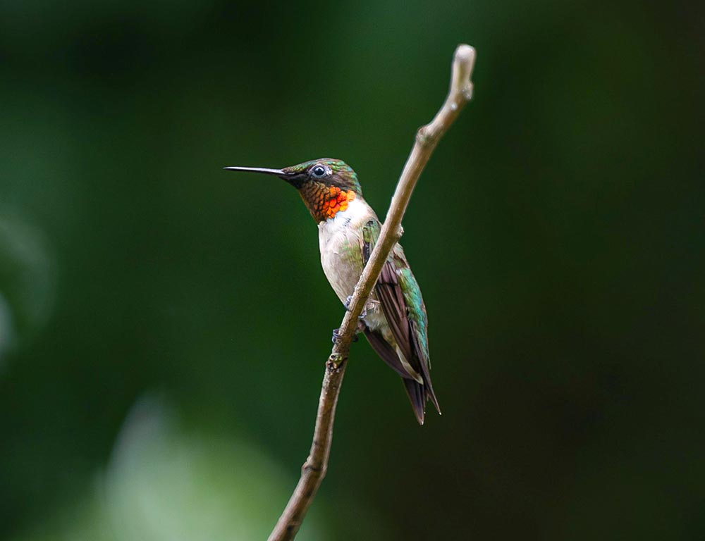 Ruby-throated Hummingbird