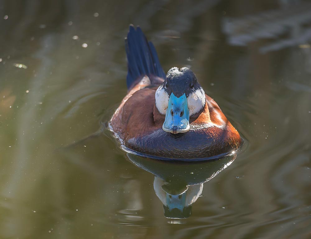 Ruddy Duck