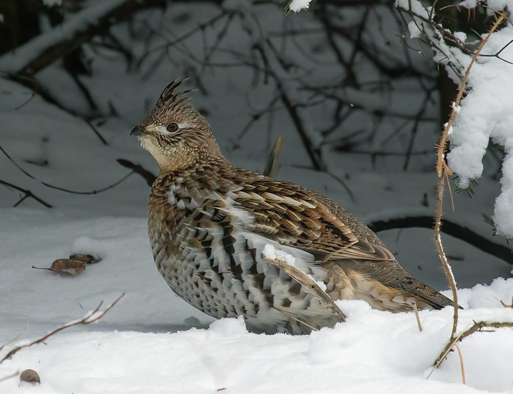 Ruffed Grouse