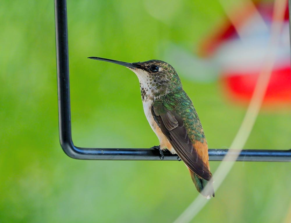 Rufous Hummingbird