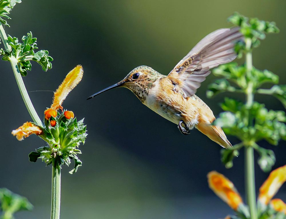 Rufous Hummingbird