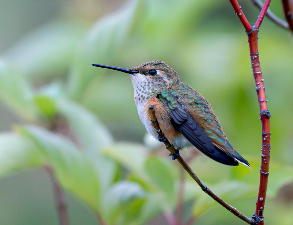 Rufous Hummingbird