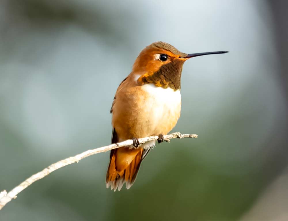 Rufous Hummingbird