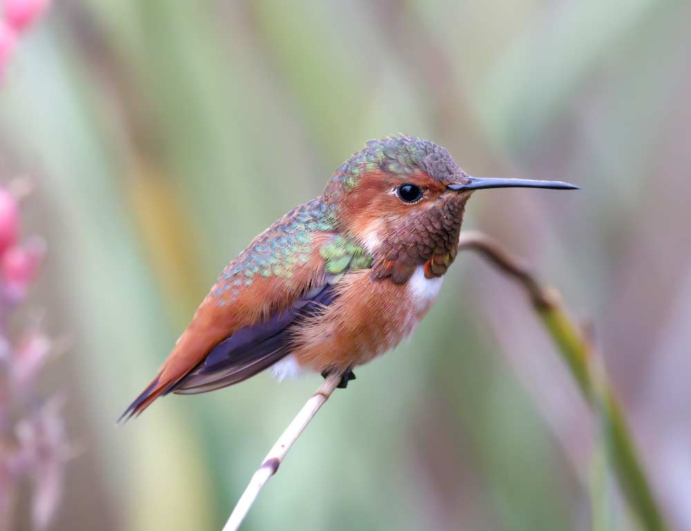 Rufous Hummingbird