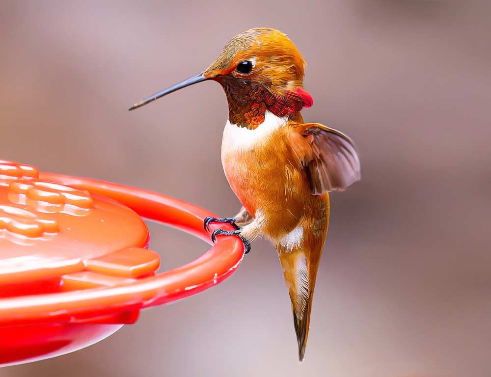 Rufous Hummingbird