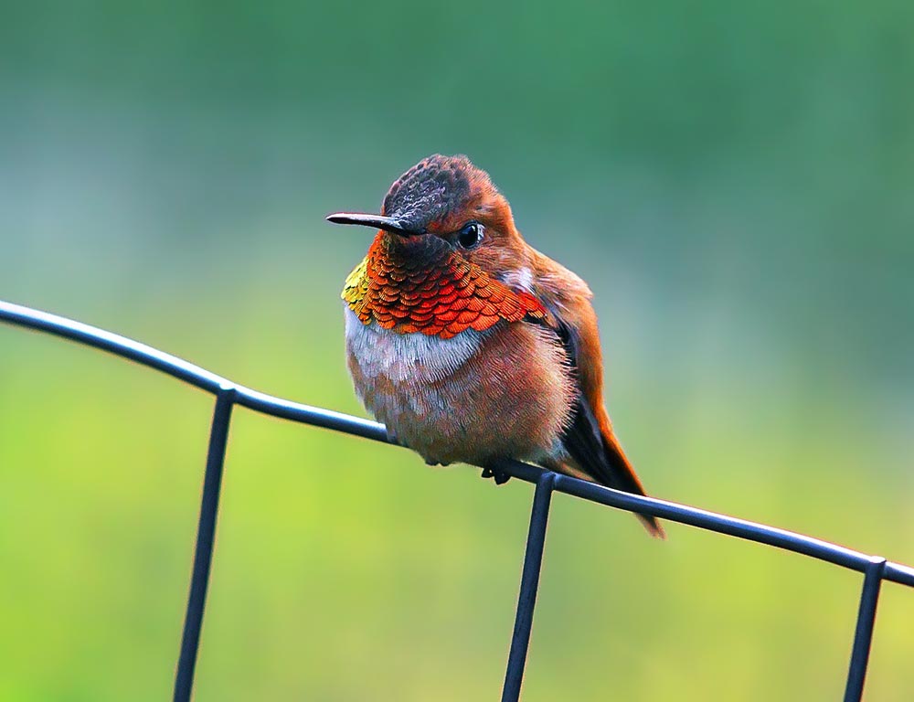 Rufous Hummingbird