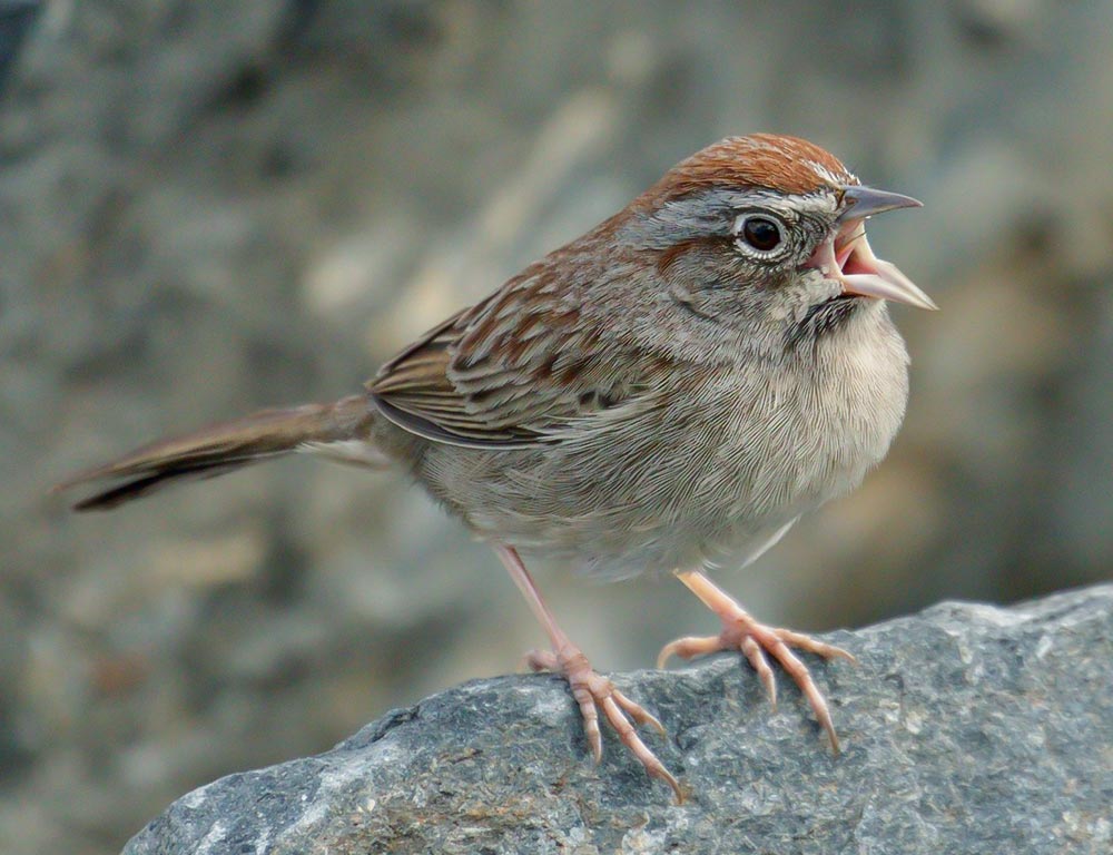 Rufous-crowned Sparrow