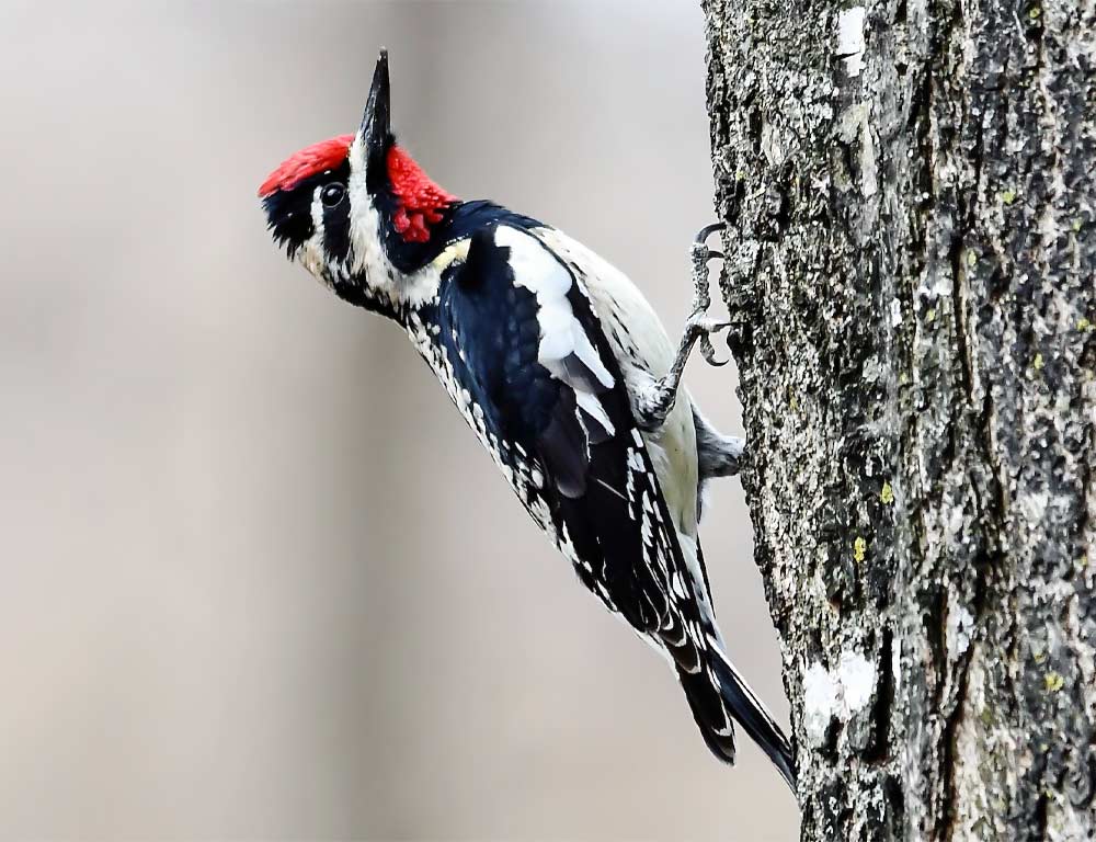 Sapsucker