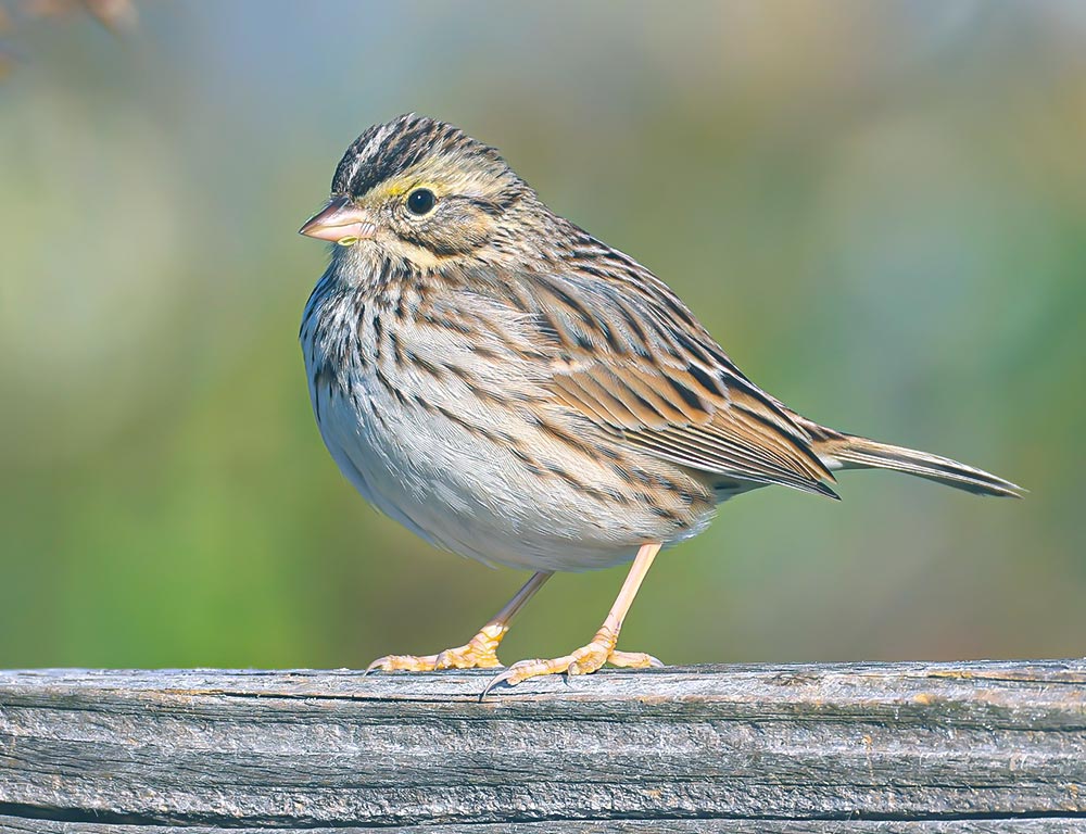 Savannah Sparrow