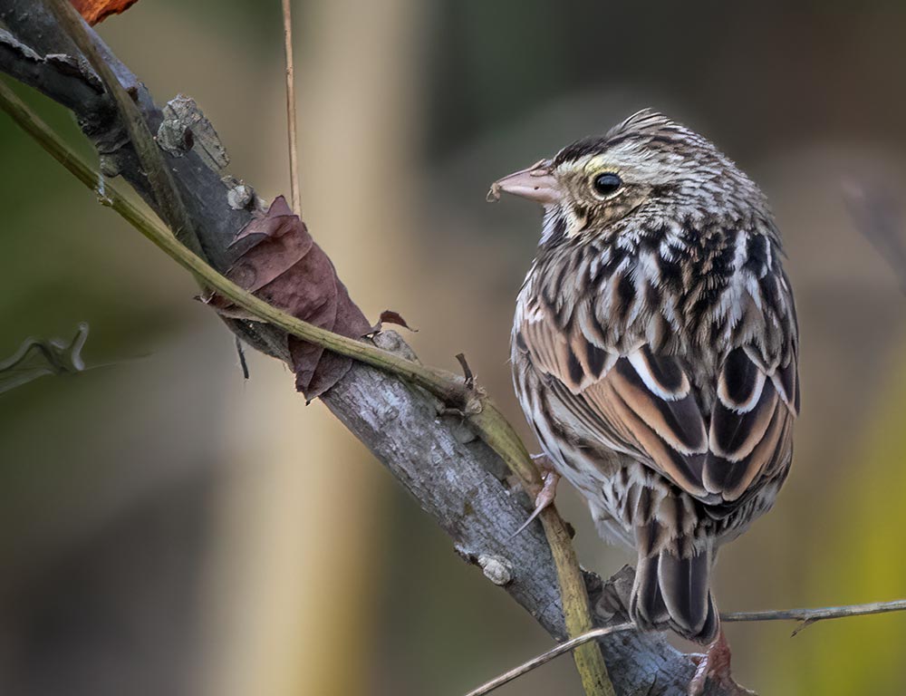 Savannah Sparrow