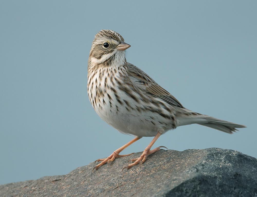 Savannah Sparrow