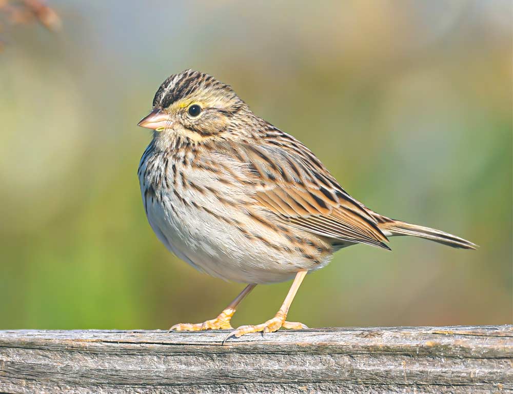 Savannah Sparrow