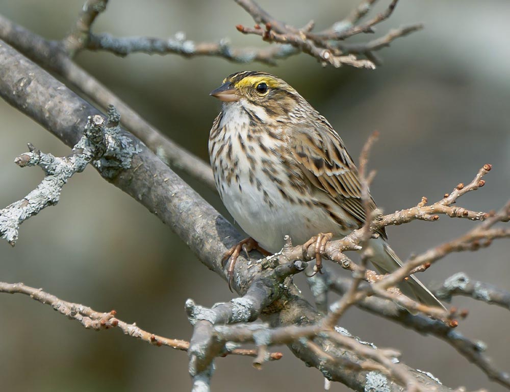 Savannah Sparrow