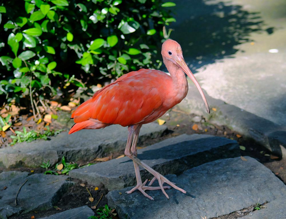 Scarlet Ibis