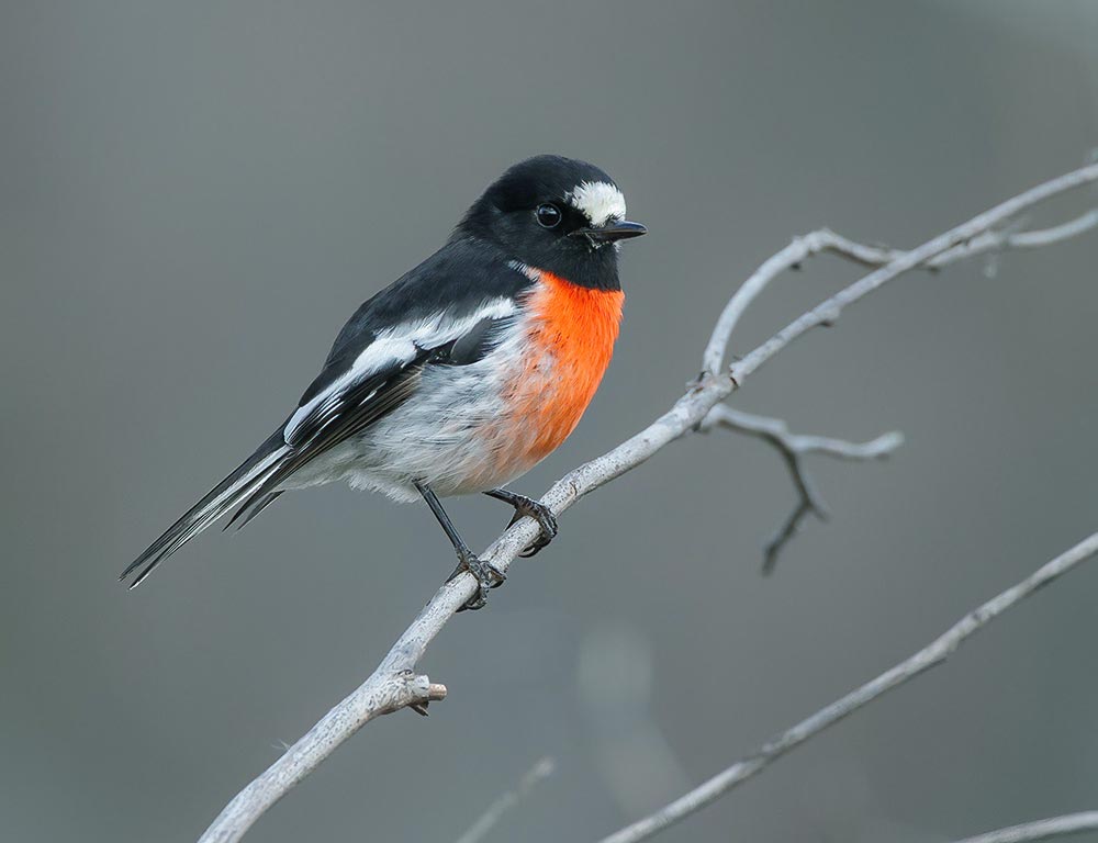 Scarlet Robin