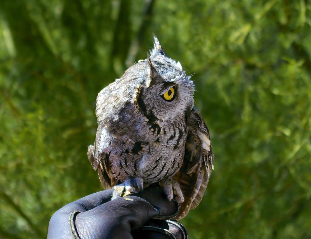 Screech Owl