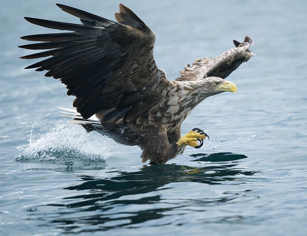 Sea Eagle