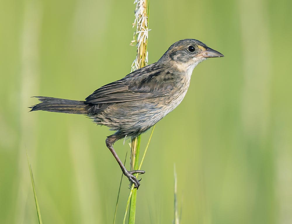 Seaside Sparrow