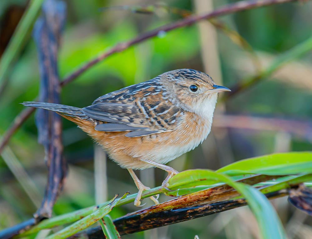 Sedge Wren