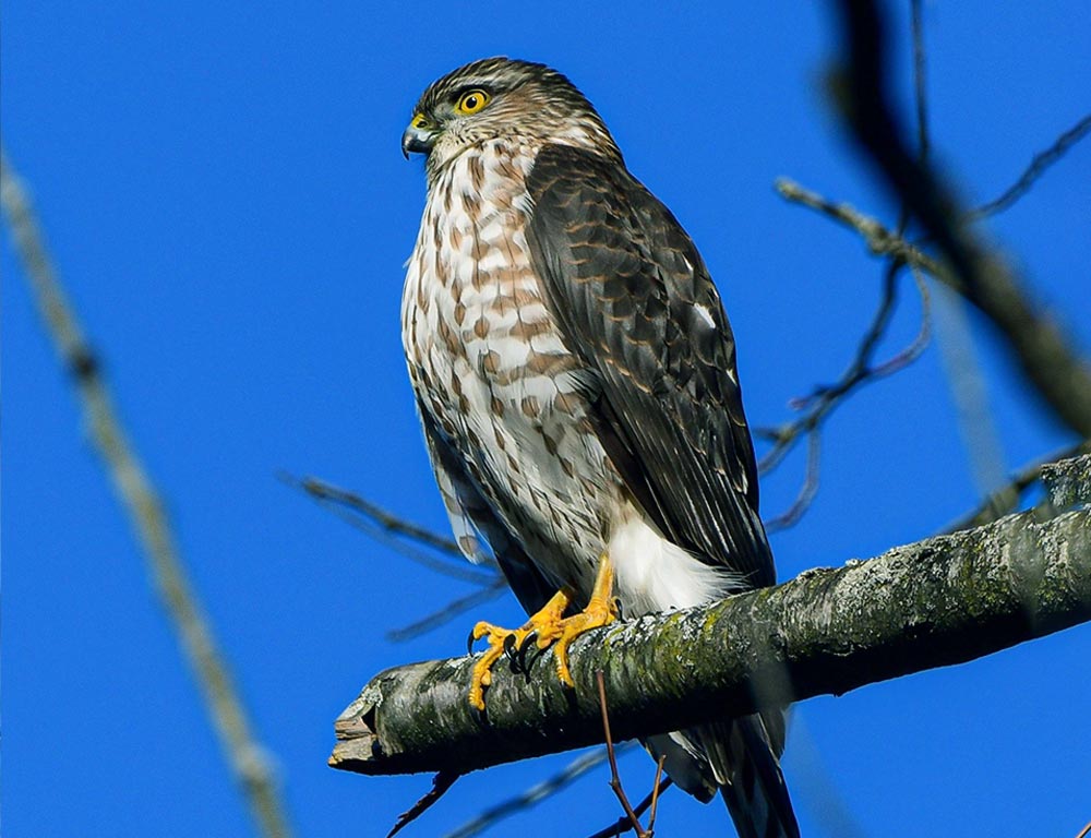 Sharp-Shinned Hawk