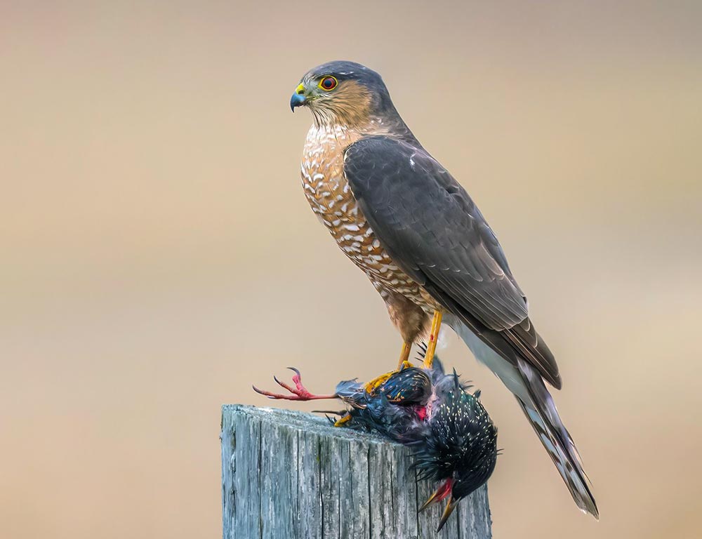 Sharp-Shinned Hawk