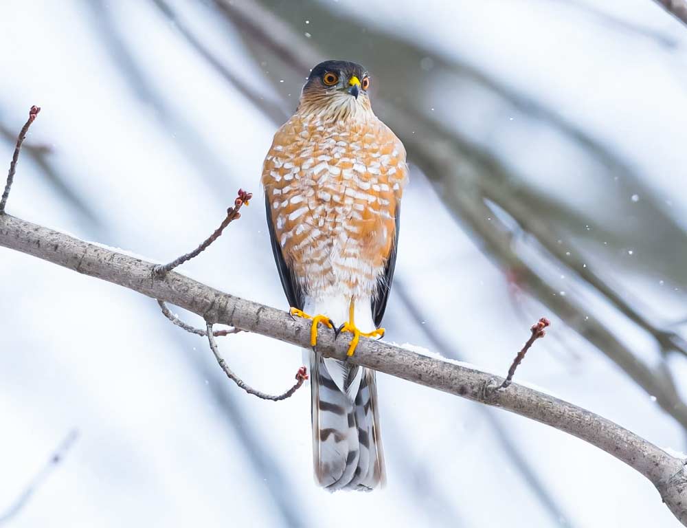 Sharp-Shinned Hawk